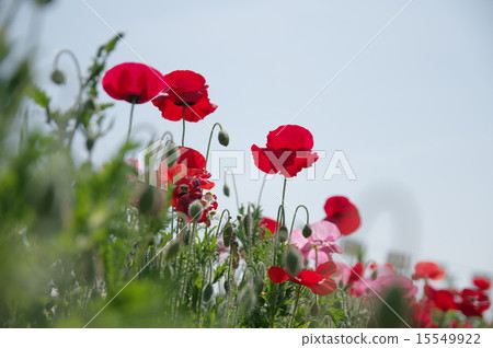 Poppy Poppy 15549922