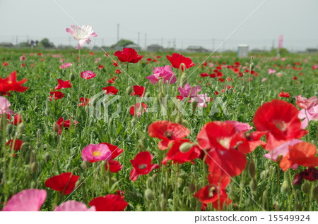 Poppy Poppy 15549924