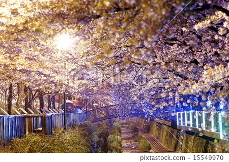 cherry blossoms at night 15549970