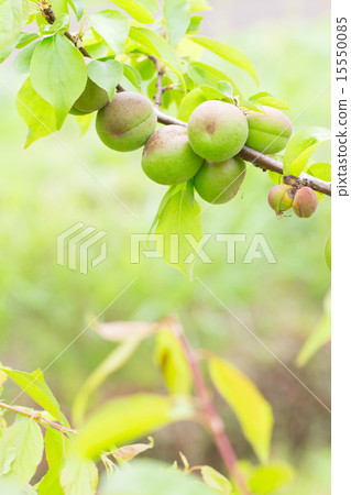 I do not know the type in detail Ome I do not know the type in detail Ome 15550085