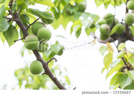 我不知道Ome的類型 15550087