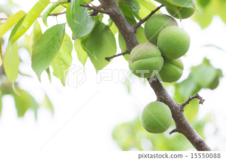 I do not know the type in detail Ome I do not know the type in detail Ome 15550088