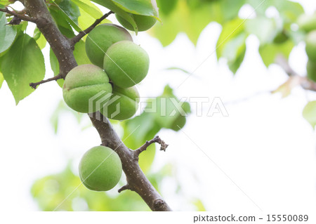 我不知道Ome的類型 15550089