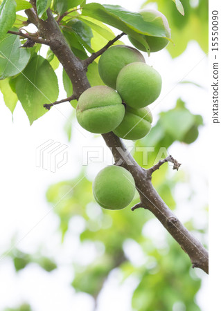 我不知道Ome的類型 15550090