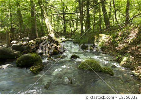 栃木縣鹽谷町Ninba no Inishorizawa春天的春天 栃木縣鹽谷町Ninba no Inishorizawa春天的春天 15550332