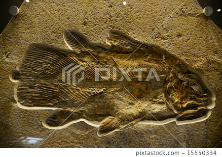 Livis Coelacance 15550334