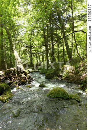 栃木縣新鮮綠的Nakhinzawa春天（水的運動） 15550337