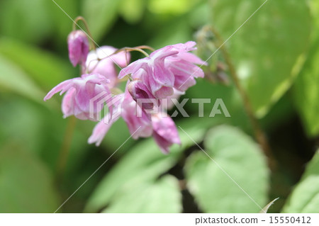 Momoiro Baika 15550412