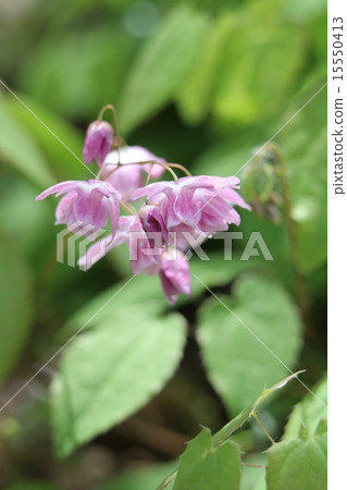 Momoiro Baika 15550413