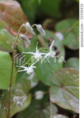 Tokiwa Ikarisisu Tokiwa Ikarisisu 15550419