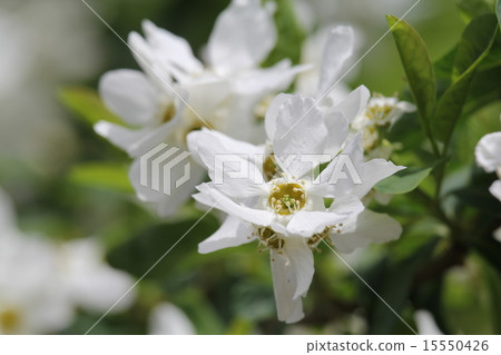 Rikyu Bai Rikyu Bai 15550426