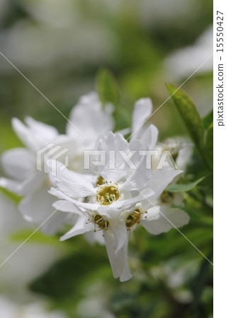 Rikyu Bai Rikyu Bai 15550427