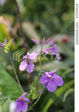 偉大的altace 15550429