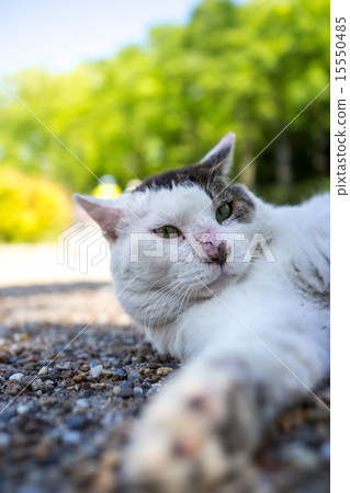 Relaxing naughtiness cat Relaxing naughtiness cat 15550485