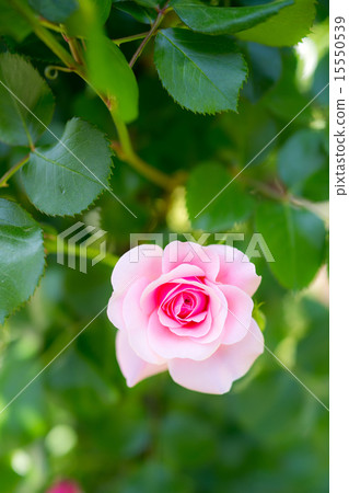 rose	 15550539