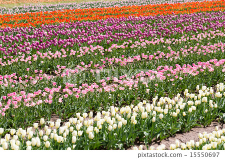 Tulip field Tulip field 15550697