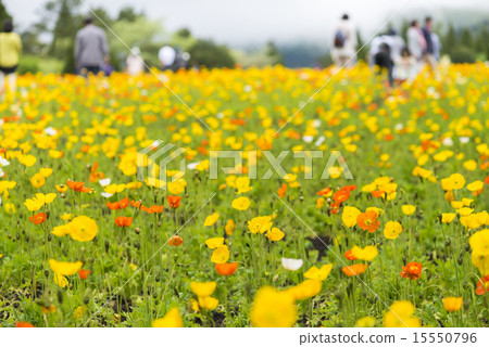 Poppy flower field Poppy flower field 15550796