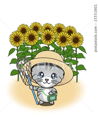 Insecticide cat in sunflower field 15551601