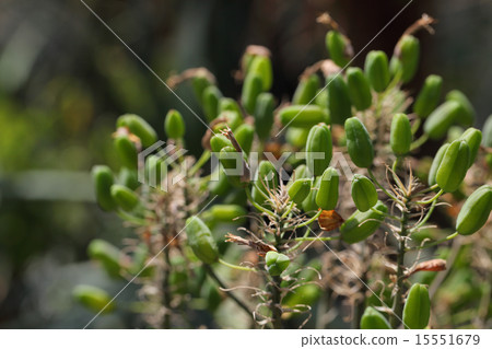 Fruit of flower flower 15551679