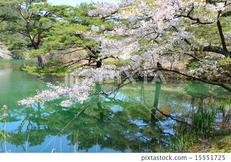 Hayamayama自然公園春季騷亂 15551725