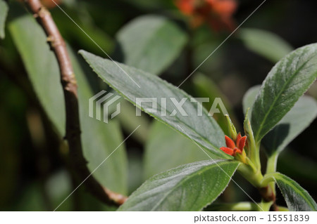 Flower bud of Cobananthus carolynis Flower bud of Cobananthus carolynis 15551839