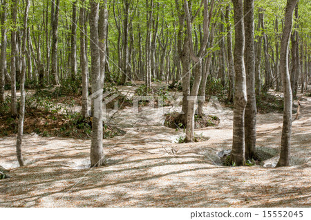 剩下的雪山毛櫸森林 15552045