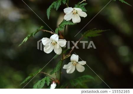 天然植物Momijiji草莓，花乾淨，水果味道鮮美。這是一棵我想在花園種植的樹 15552165