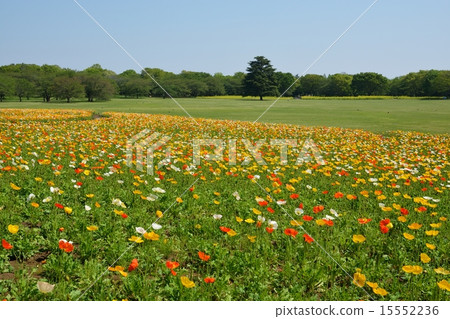 Iceland Poppy of Showa Memorial Park 15552236