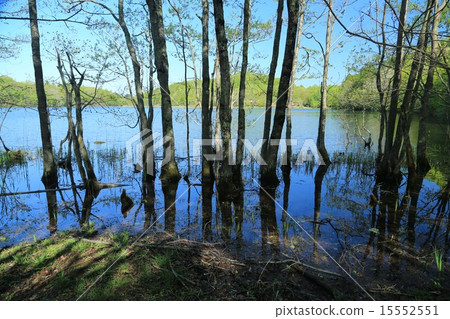 觀音沼澤 15552551