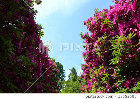 Azalea Azalea 15552595
