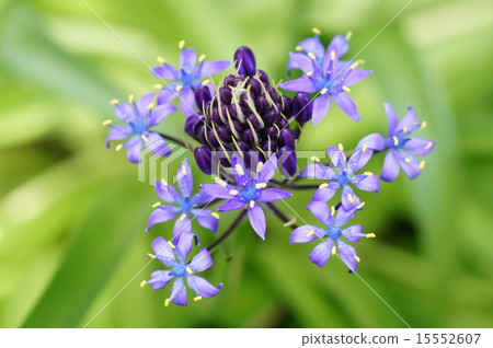 Schiller Perubiana 15552607