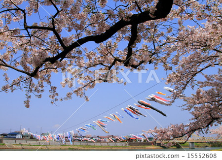 Cherry tree and carp streamer of Kitakami Katsuji area Cherry tree and carp streamer of Kitakami Katsuji area 15552608