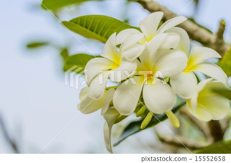 Beautiful white flower in thailand, Lan thom flowe 15552658