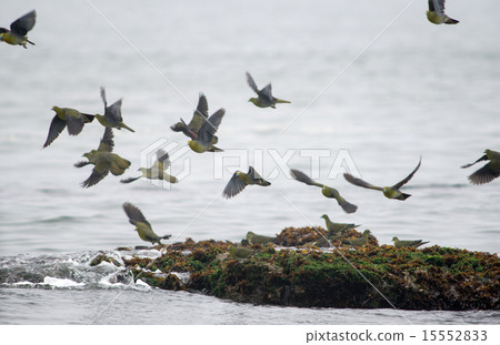 A green pigeon drinking seawater 15552833