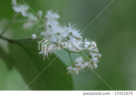 Natural plant Sawafutagi, I put a lot of white flowers at the end of April ① 15552874