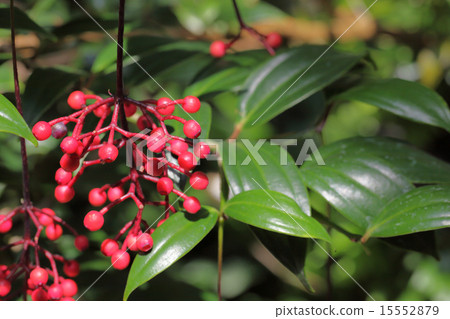 Medinira和Kurassa的紅色水果 Medinira和Kurassa的紅色水果 15552879