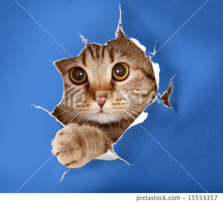 cat in blue chromakey paper hole  15553357