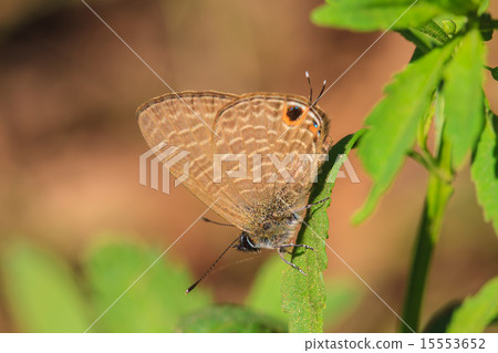 Beautiful Butterfly 15553652