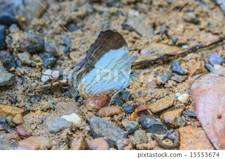 Beautiful Butterfly 15553674