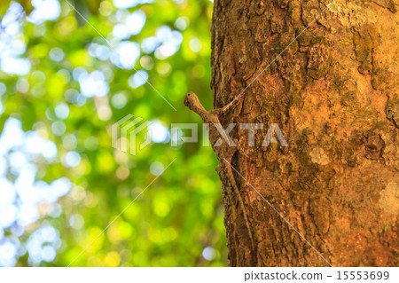 Common Flying Drago 15553699