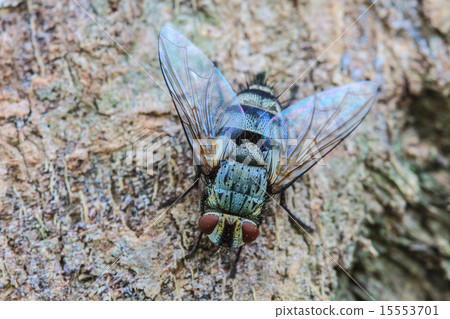 Blow fly, carrion fly 15553701