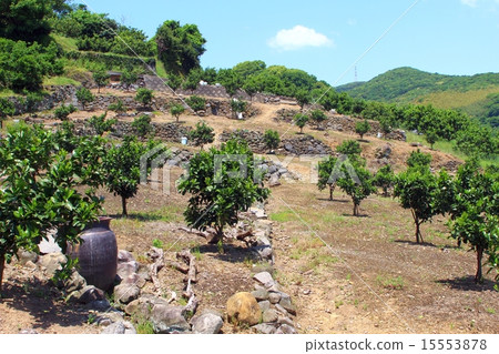 有石牆的普通話果樹園 15553878