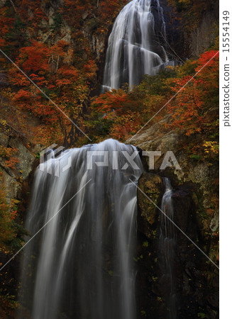 Autumn leaves of Akita Ann's waterfall 15554149