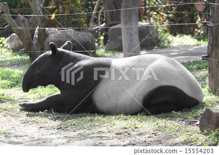Malayan tapir 15554203