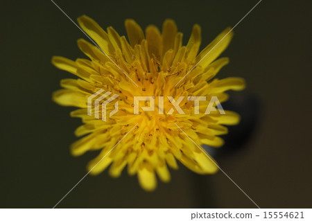 Natural plant Oninojushi, taking only the flowers in the up, it is as it is, but the whole is tough and it does not seem to be a picture ... 15554621