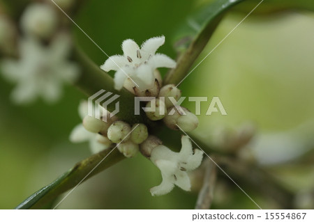 天然植物Tassorori Riminoki，“Ryukyu Ruri Minnuki”當你在森林裡遇見鮮花和水果時，它是一種特殊的美 15554867