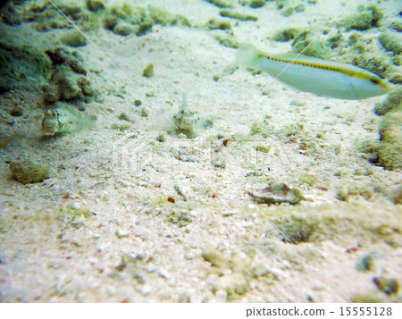 馬爾代夫魚 馬爾代夫魚 15555128