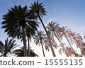 Silhouettes of Palm trees at sunset with blue sky 15555135
