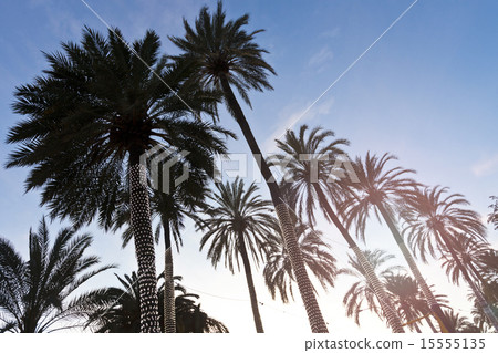 Silhouettes of Palm trees at sunset with blue sky 15555135