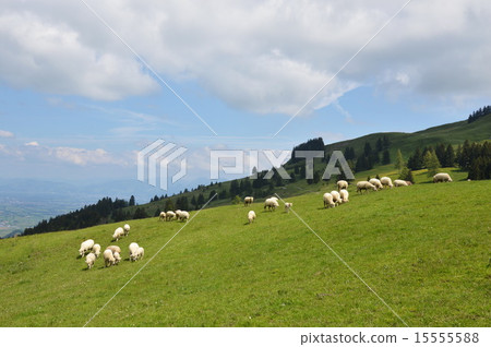 sheep on Appenzell Switzerland sheep on Appenzell Switzerland 15555588